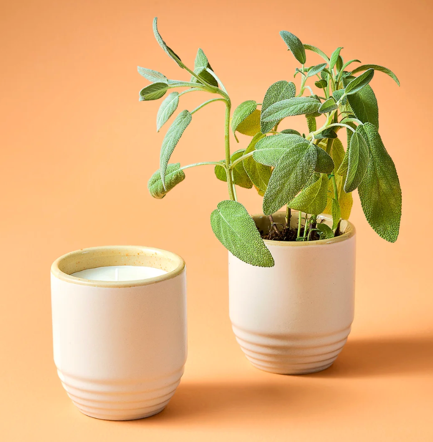 Candle/Planter 2-in-1: Golden Moments